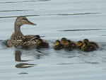 Mallard and Chicks